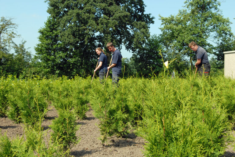 Drie mensen schoffelen onkruid tussen groene coniferen