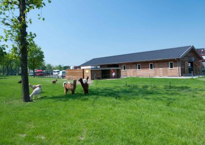 Allemaal geiten op mooi groen gras en gebouw van Dierenweide Zodiak